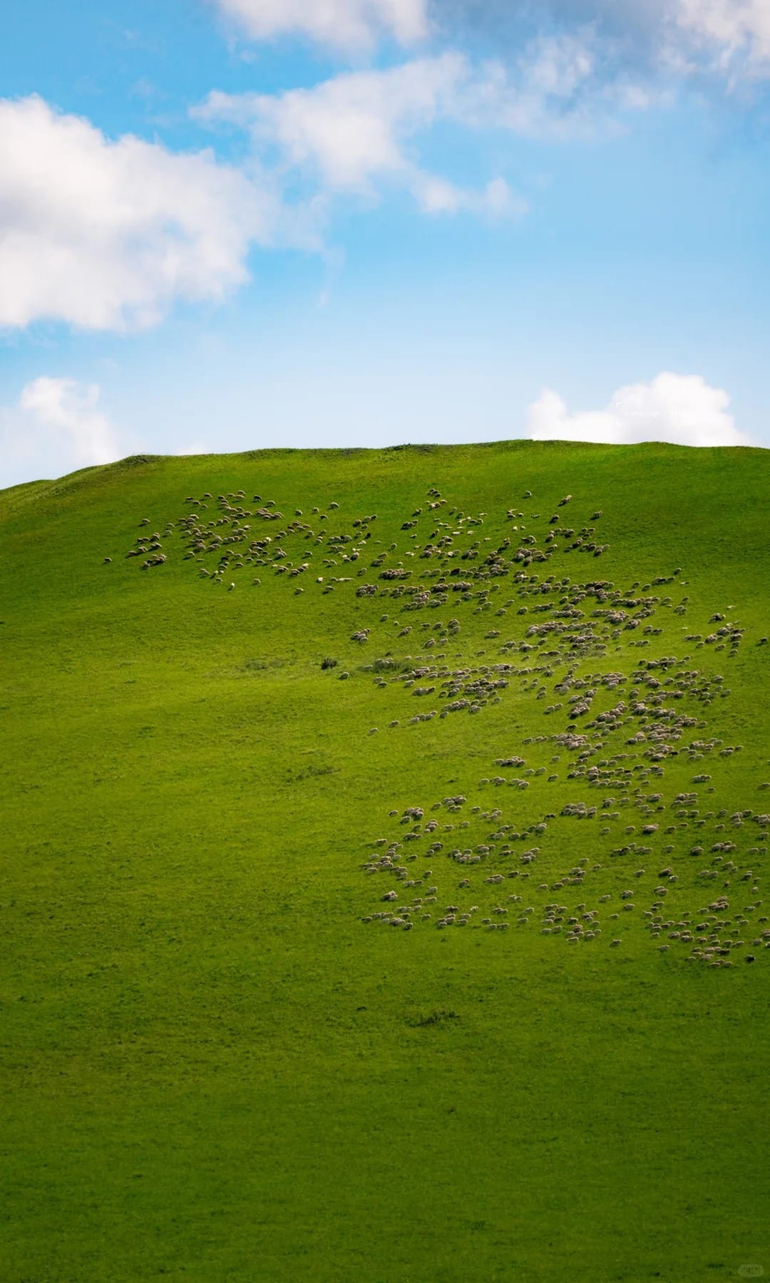 Hulunbuir Grasslands, Source: @andycqs