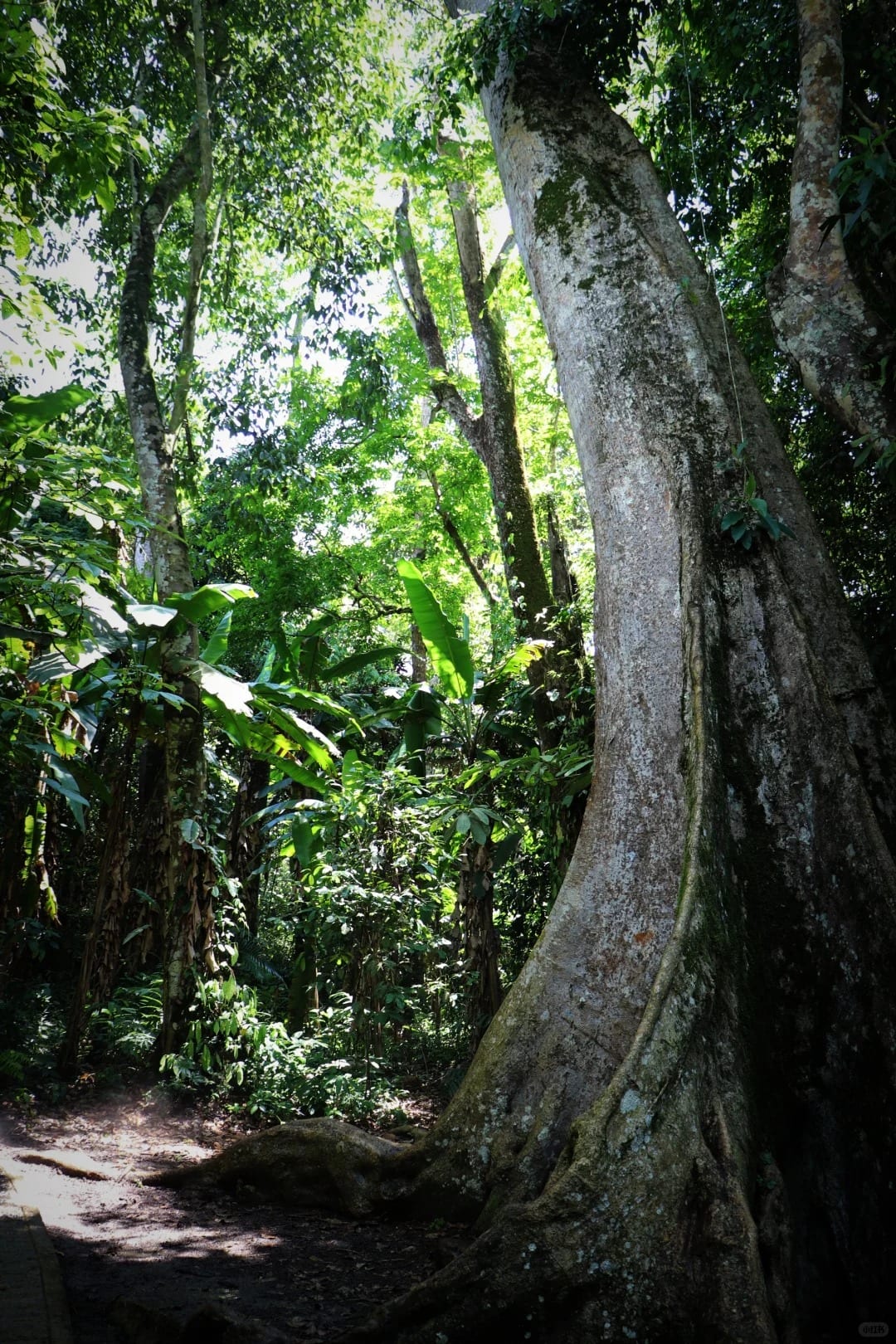 Xishuangbanna, Source: @若然自在~