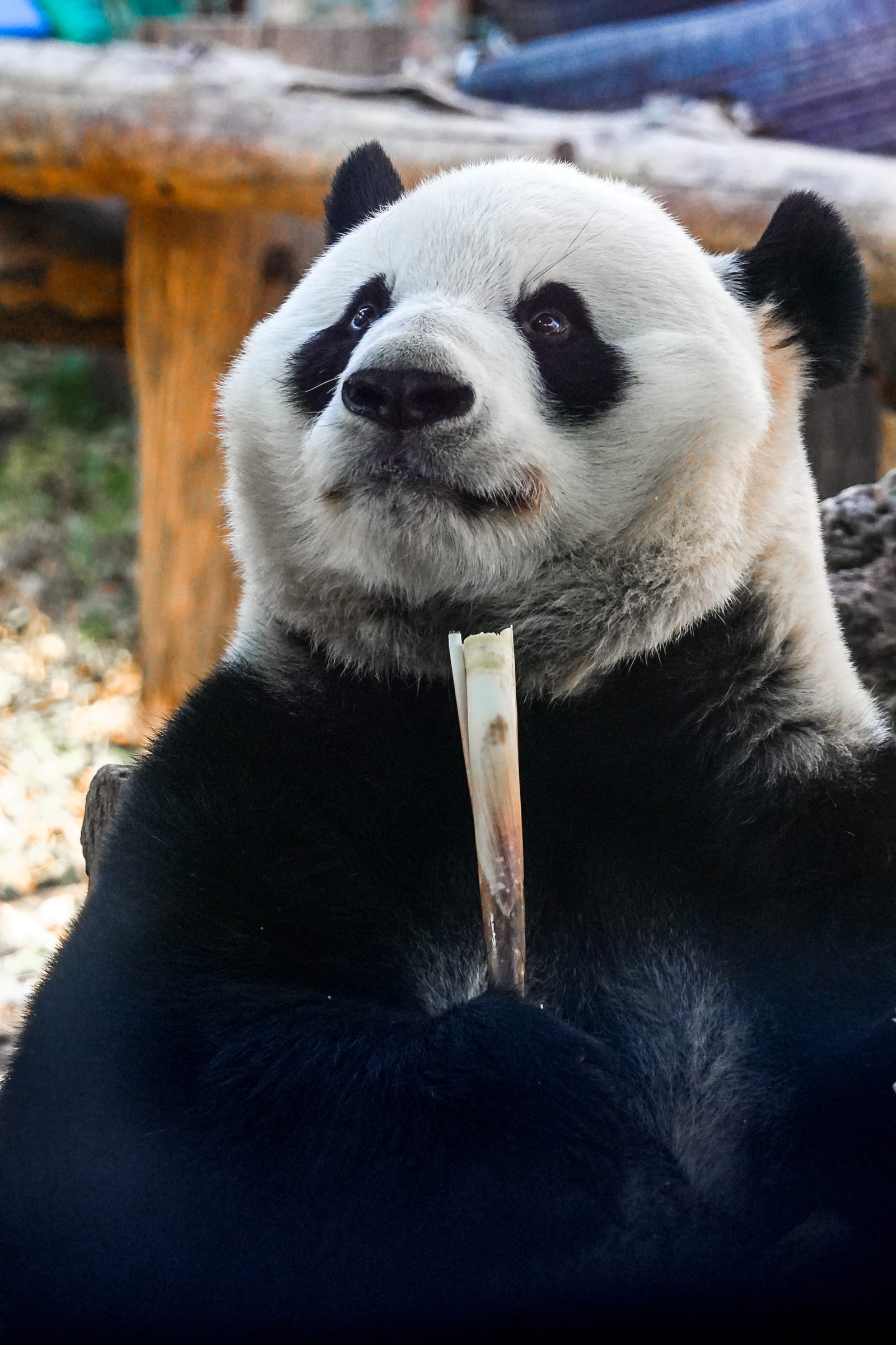 Pandas — First impression: China in Full Spectrum