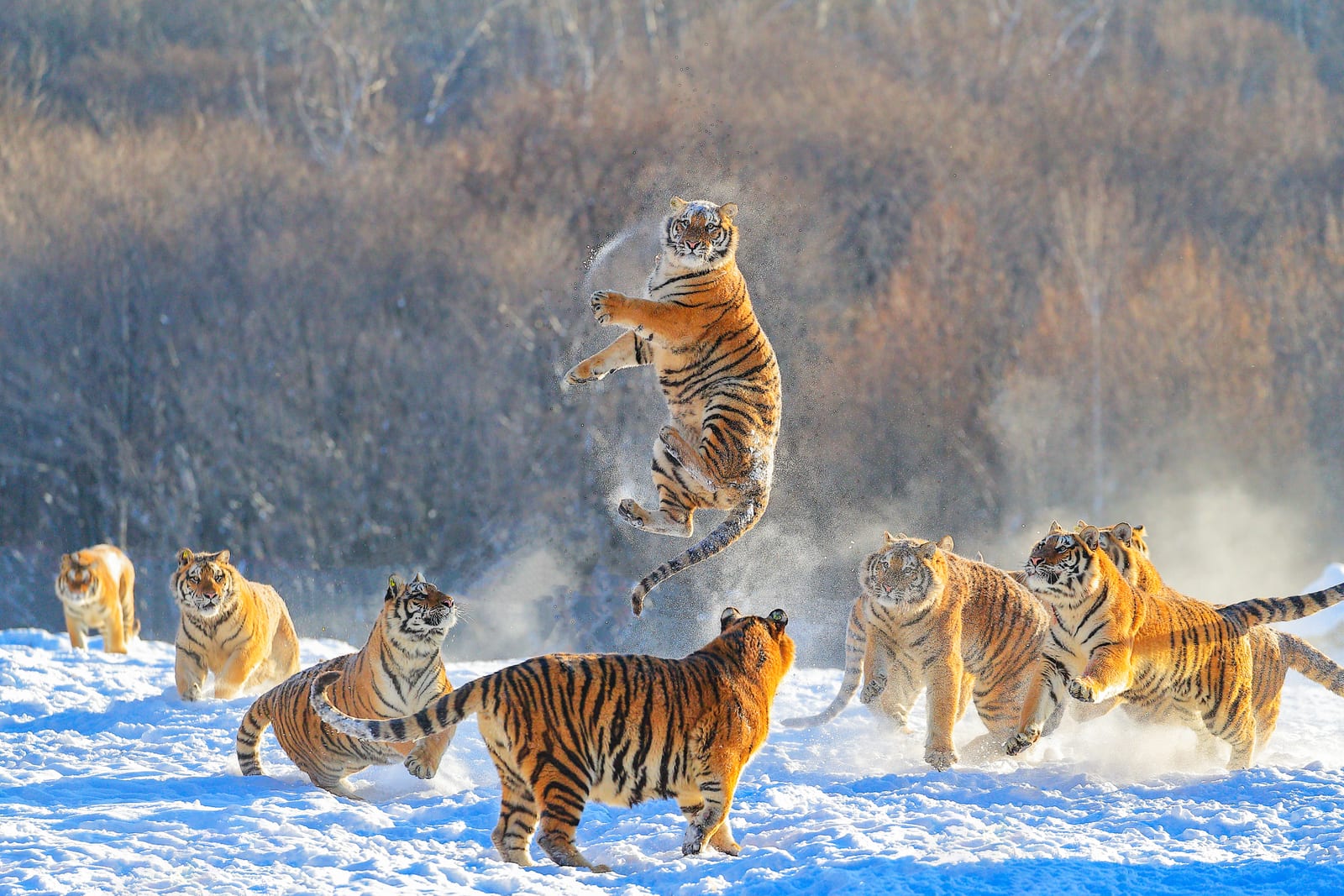 Siberian Tiger Park — Northern Horizons: A Cultural Journey through Northeast China