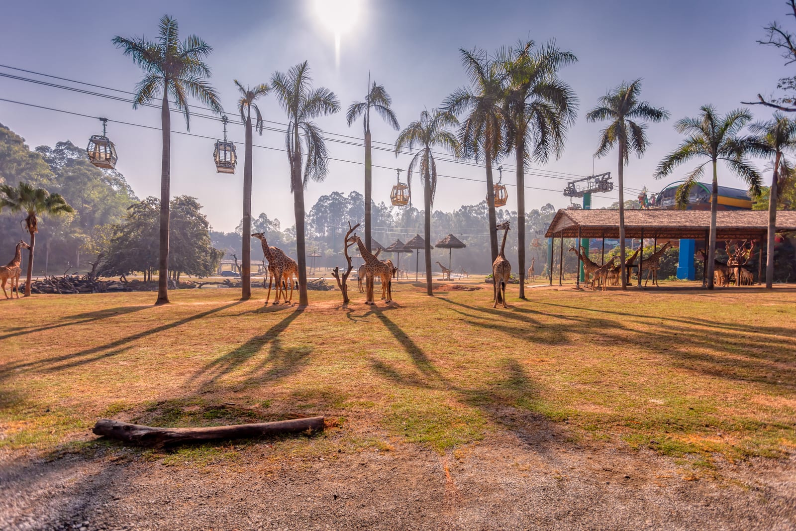 Chimelong Safari Park — Southwest China Odyssey: Ancient Mysteries & Living Traditions