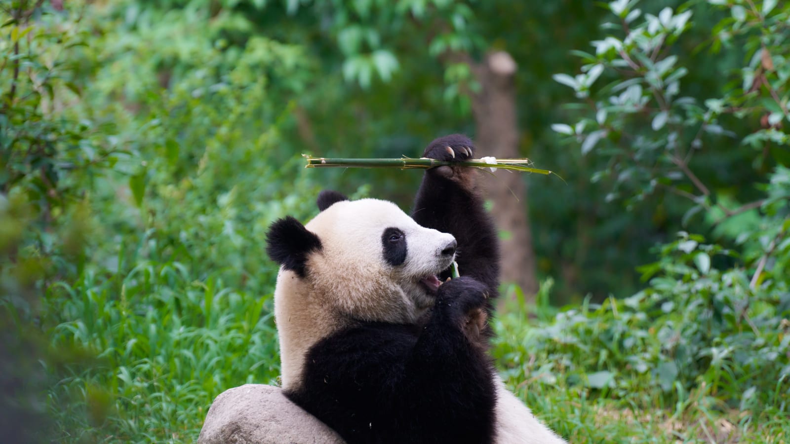 Chengdu — Southwest China: Nature & Urban Wonders