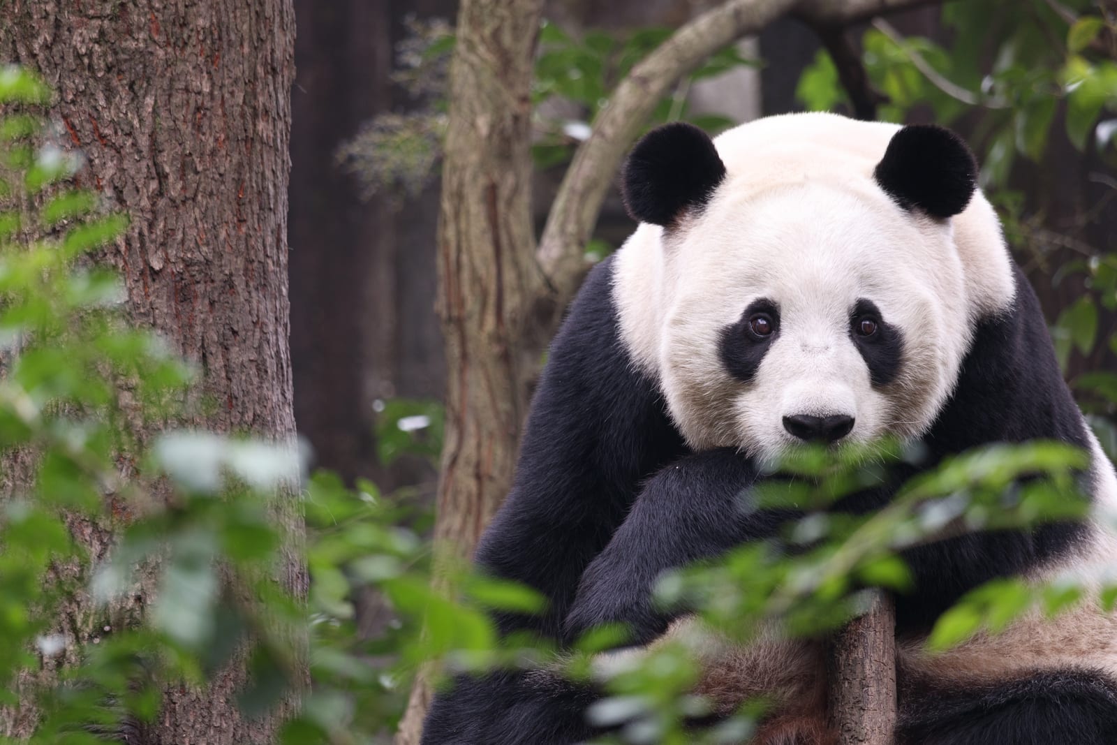 Research Base Of Giant Panda Breeding — Southwest China: Nature & Urban Wonders