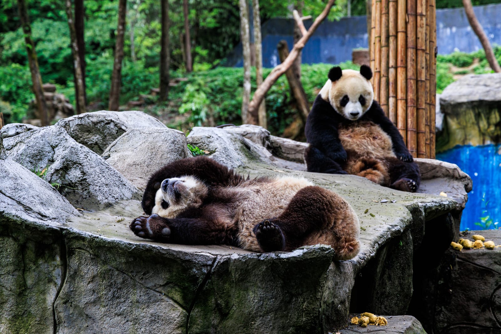 Bifengxia Panda Base — Southwest China in Five Voices: A 13-Day Journey from the Stone Forest to the Mountains of Kham