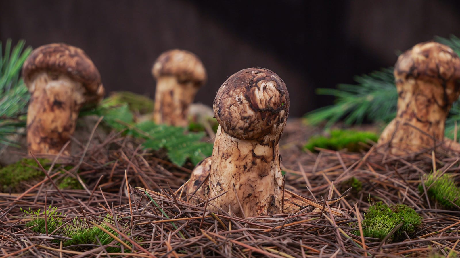Wild Mushroom — Southwest China in Five Voices: A 13-Day Journey from the Stone Forest to the Mountains of Kham