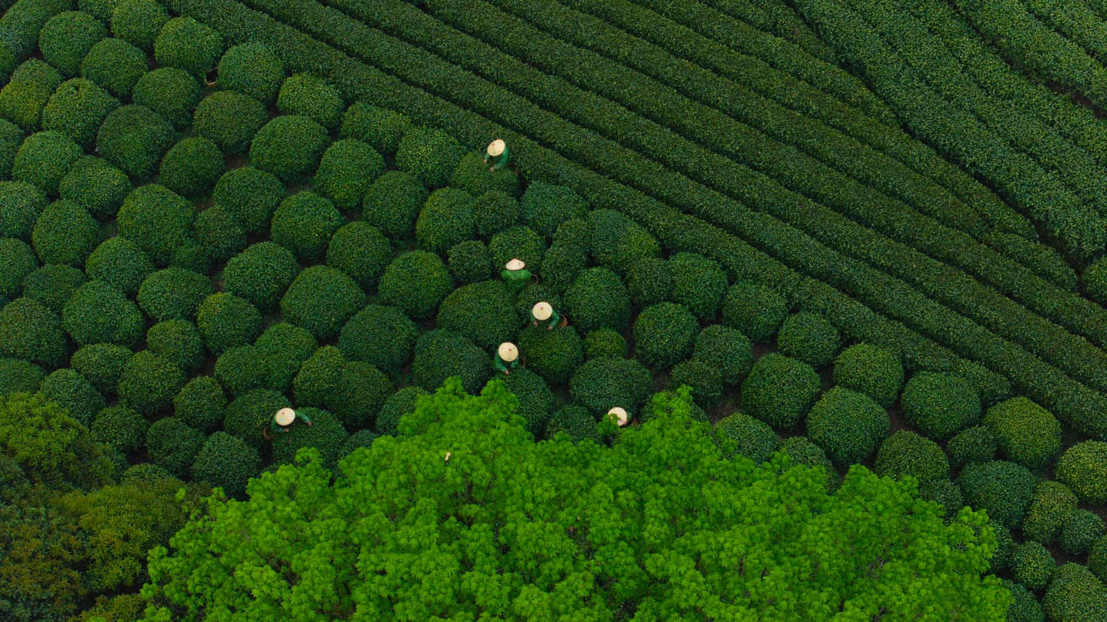 Longjing Tea Village — East China Classic: Jiangnan Culture & Modern Metropolis