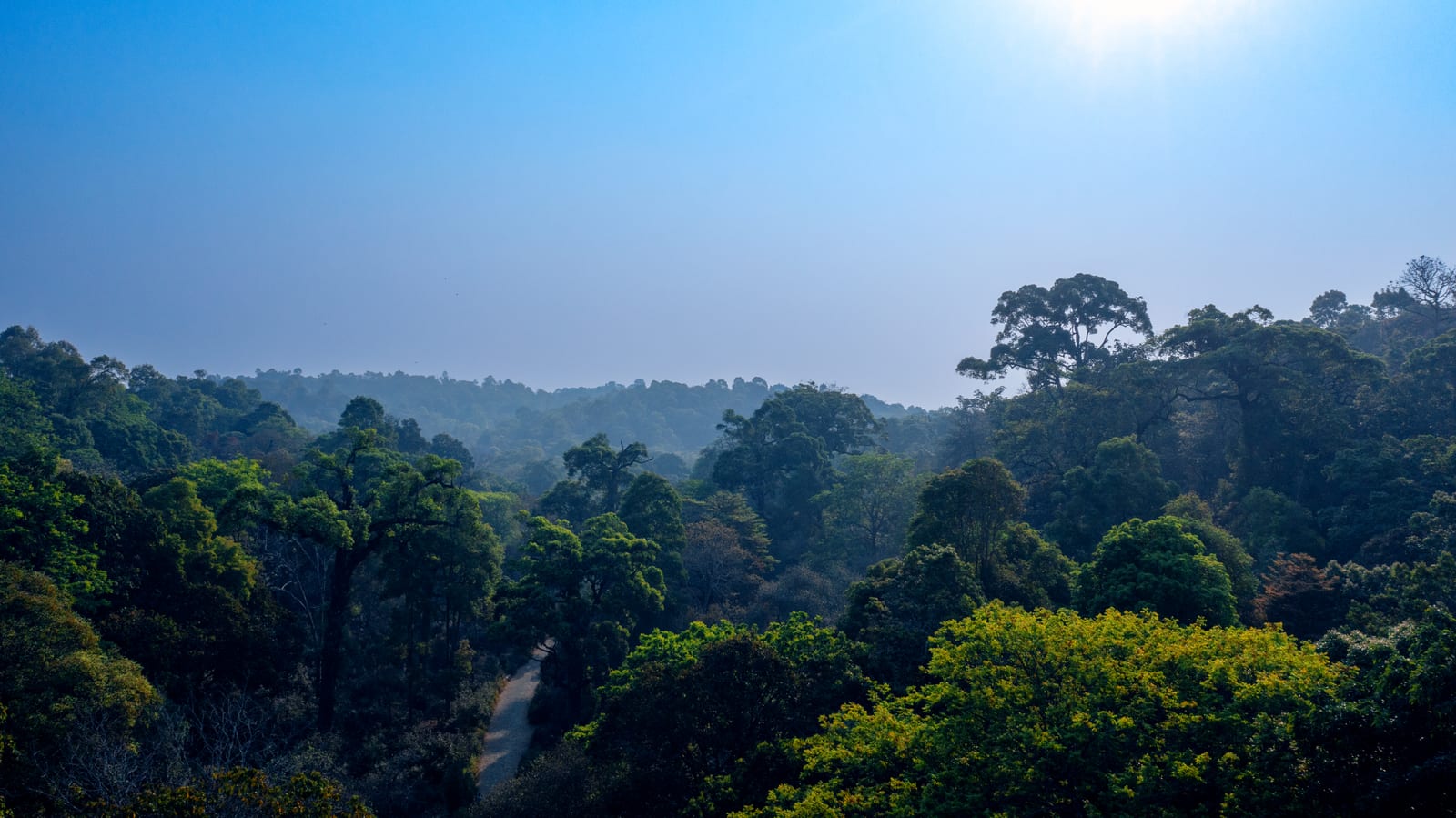 Dapingzhang Ancient Tea Forest — 8-Day Xishuangbanna, Jingmai Mountain & Pu'er Discovery: Ancient Tea Forests, Ethnic Villages and the Tea Horse Trail