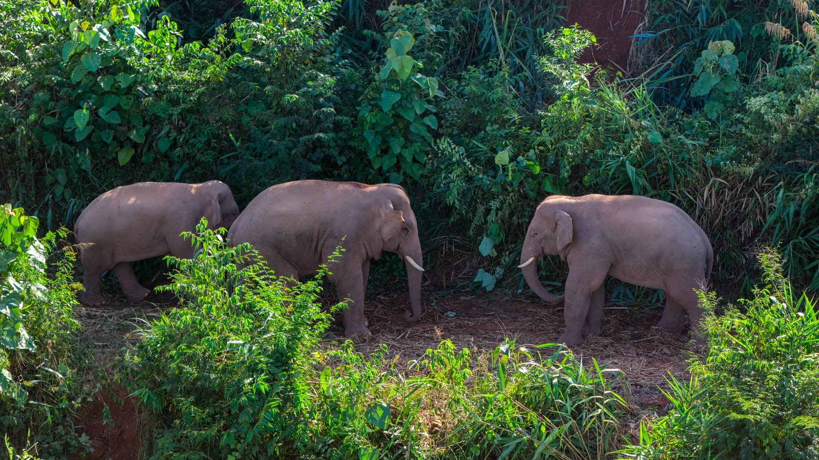 Wild Elephant Valley — 8-Day Xishuangbanna, Jingmai Mountain & Pu'er Discovery: Ancient Tea Forests, Ethnic Villages and the Tea Horse Trail